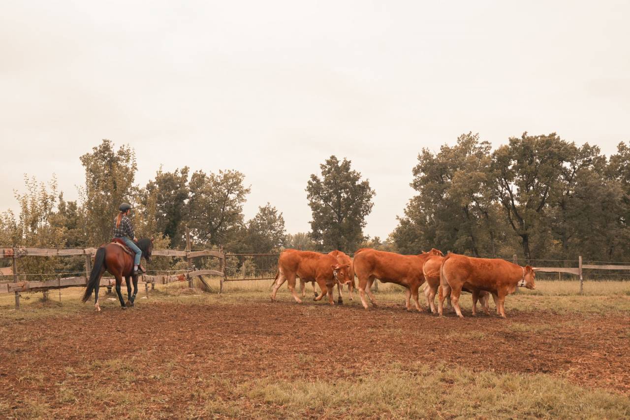 Mare Origin Recorded For sale 2016 Bay