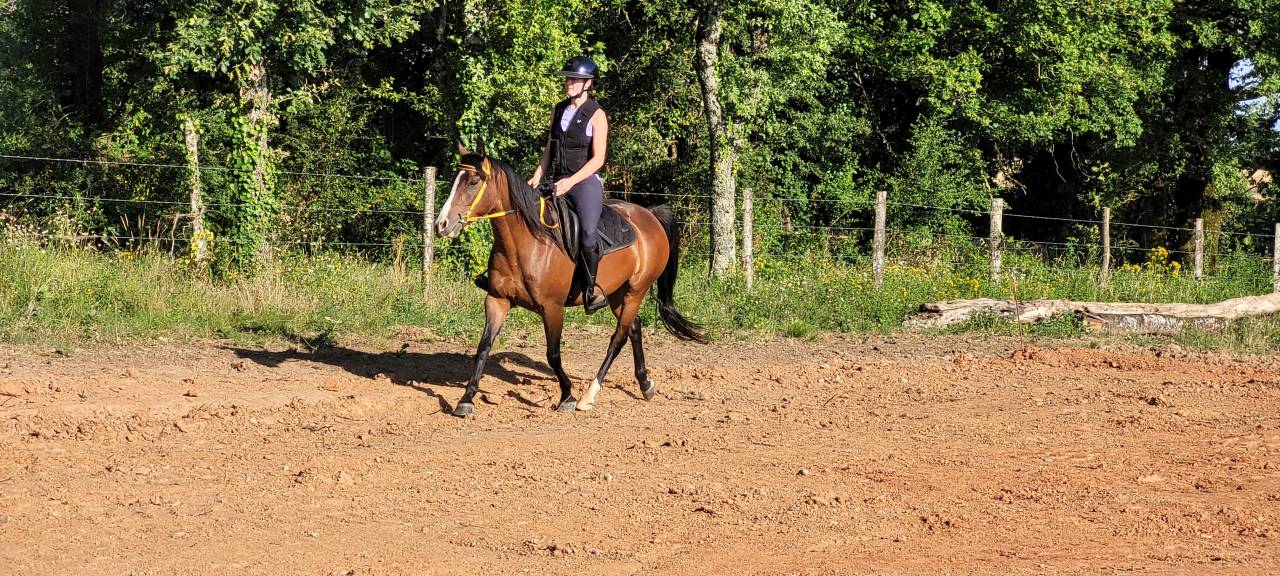 Mare Origin Recorded For sale 2016 Bay