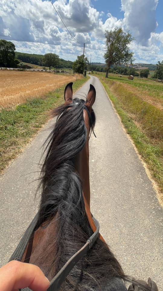 Mare Origin Recorded For sale 2016 Bay