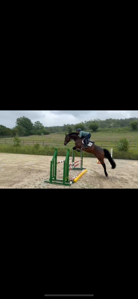 Mare Cheval de Selle Luxembourgeois For sale 2019 Bay