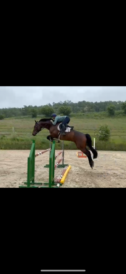 Mare Cheval de Selle Luxembourgeois For sale 2019 Bay