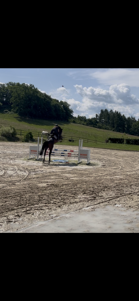Mare Cheval de Selle Luxembourgeois For sale 2019 Bay