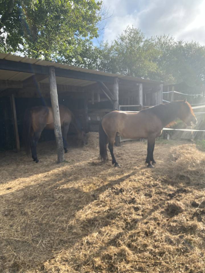 Gelding No Origin Recorded For sale 2018 Bay