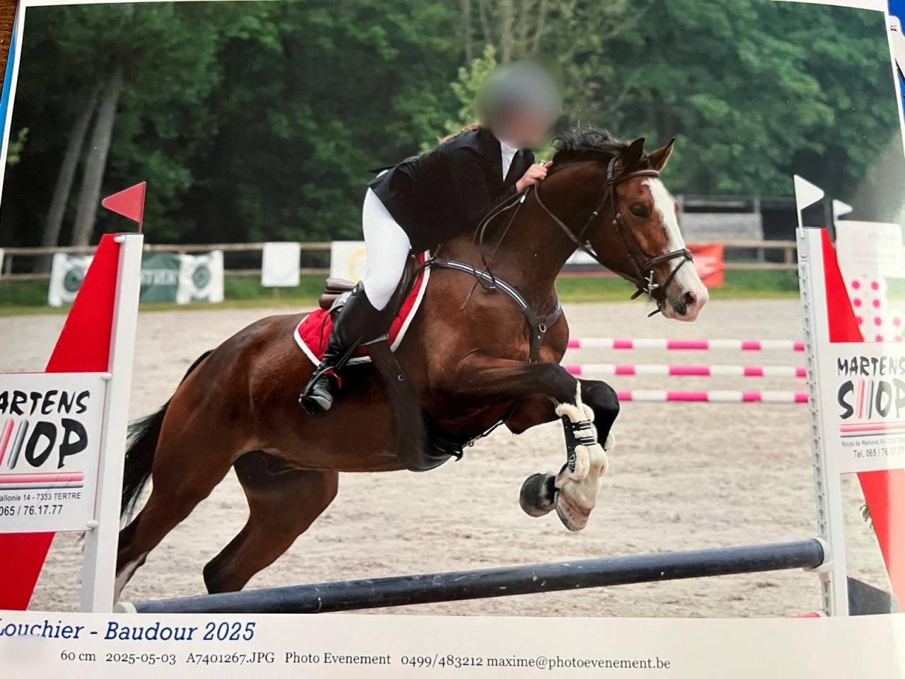 Gelding sBs Belgian Warmblood For sale 2020 Bay