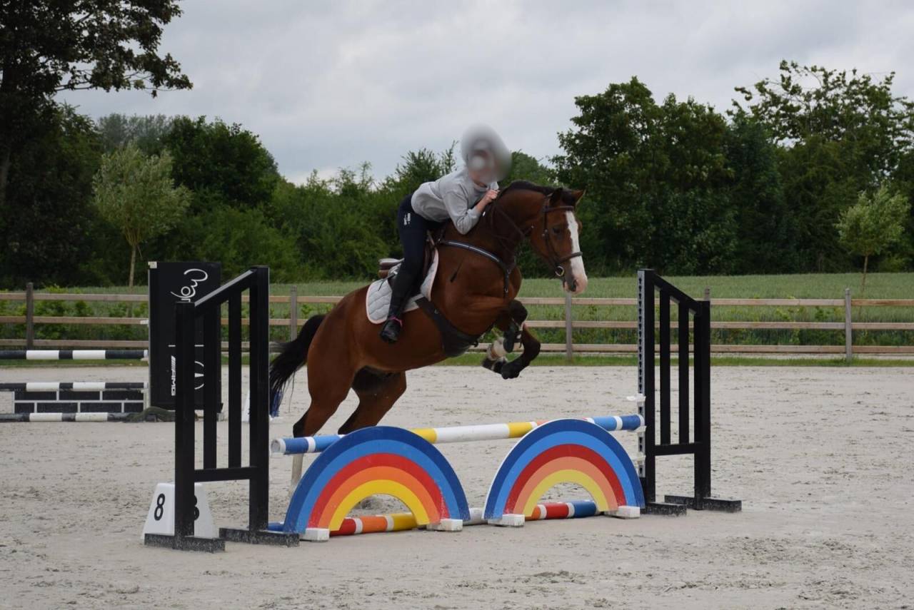 Gelding sBs Belgian Warmblood For sale 2020 Bay