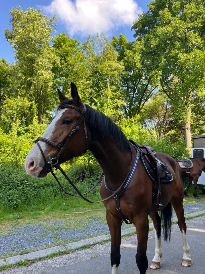 Gelding sBs Belgian Warmblood For sale 2020 Bay