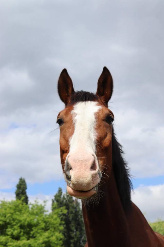 Gelding sBs Belgian Warmblood For sale 2020 Bay