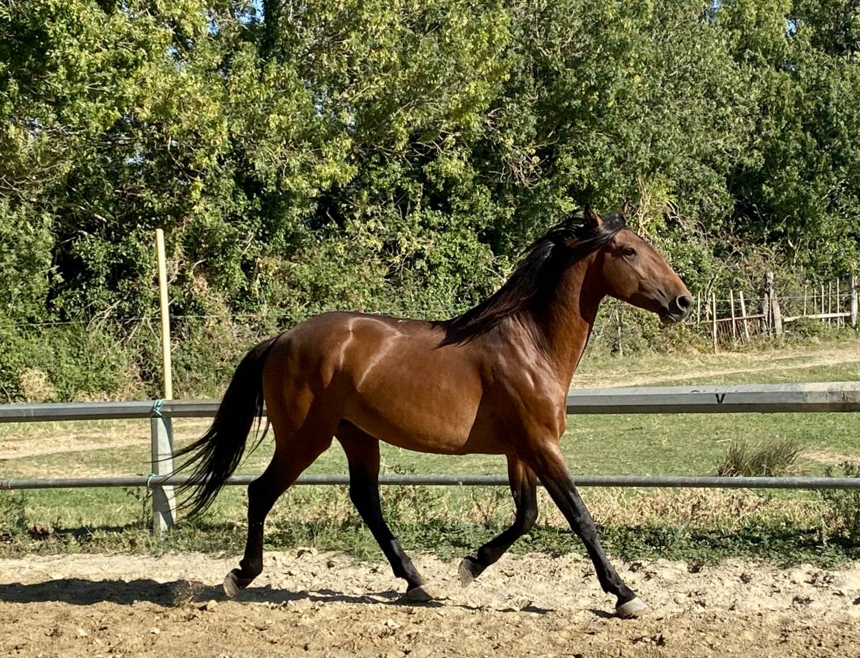 Entire Lusitano For sale 2022 Bay