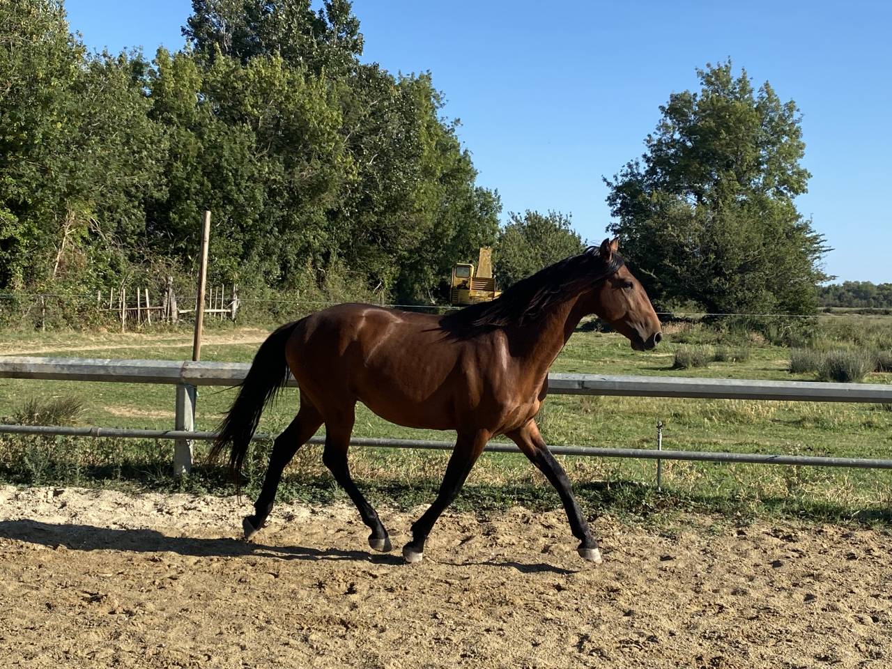 Entire Lusitano For sale 2022 Bay