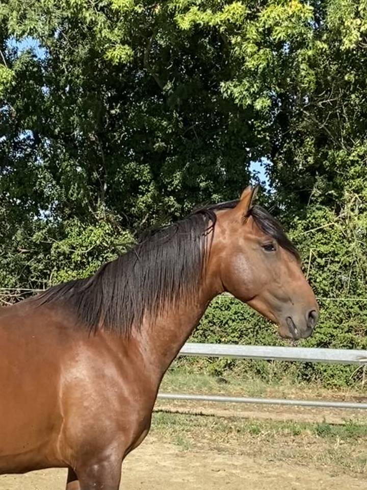 Entire Lusitano For sale 2022 Bay