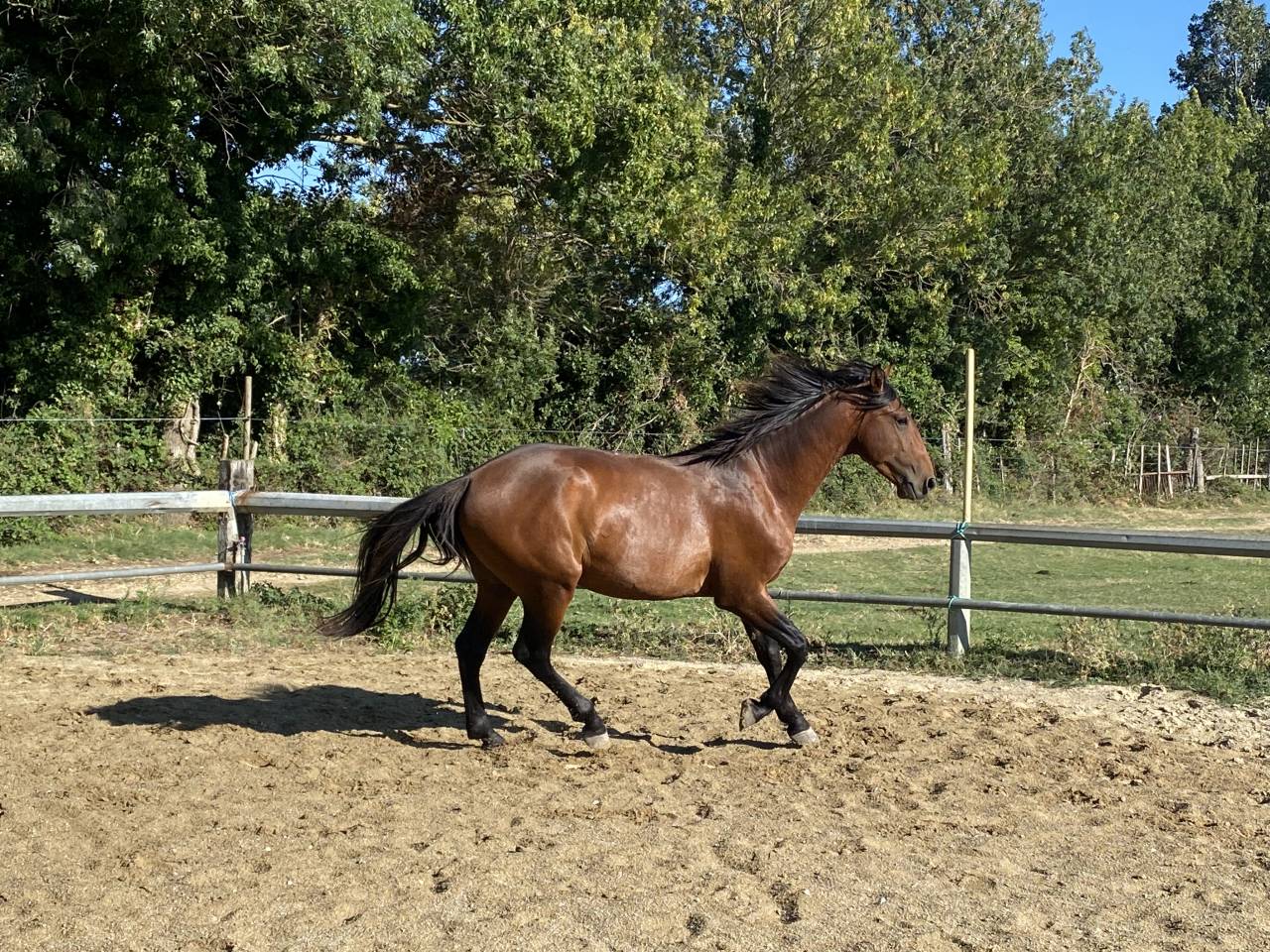 Entire Lusitano For sale 2022 Bay