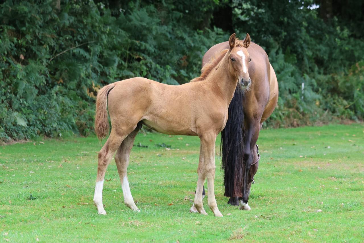 Entire Selle Français For sale 2025 Chesnut