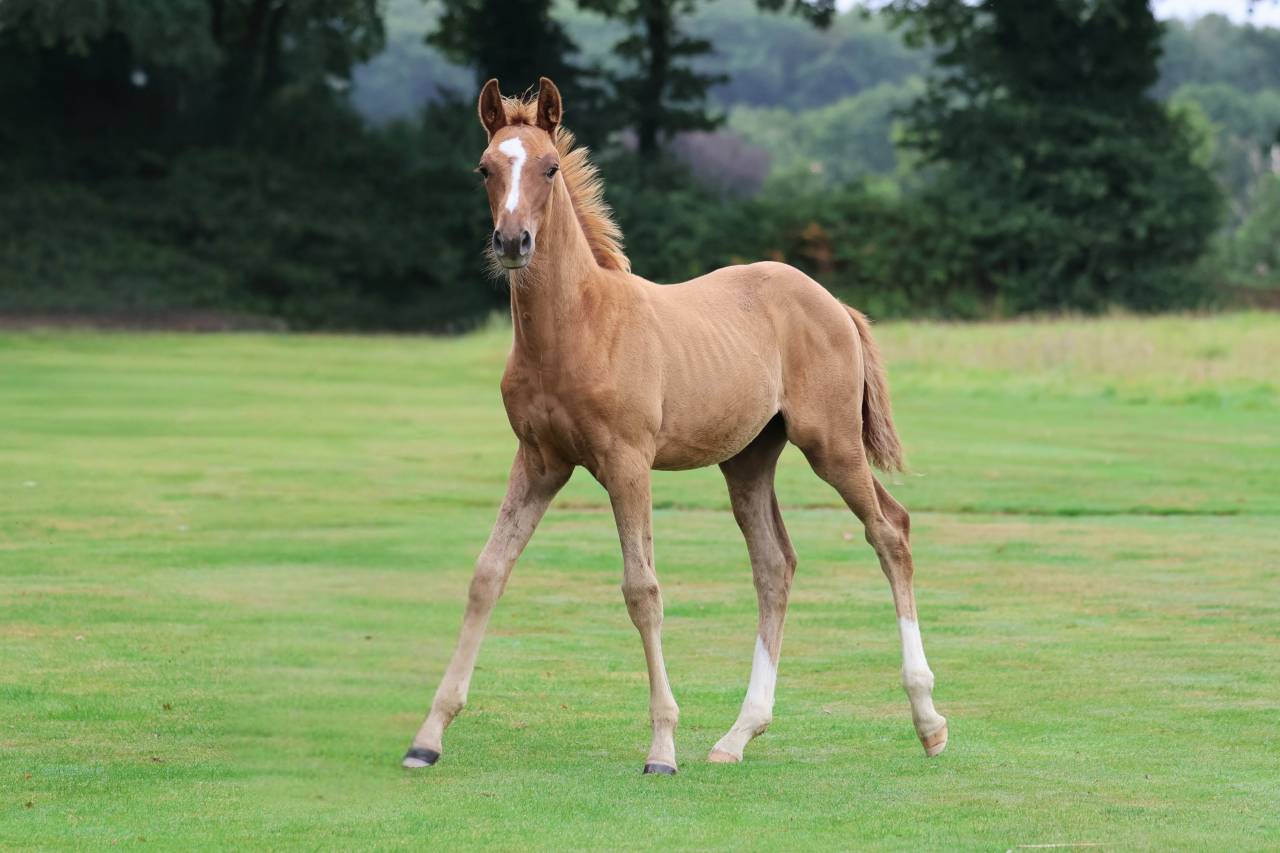 Entire Selle Français For sale 2025 Chesnut