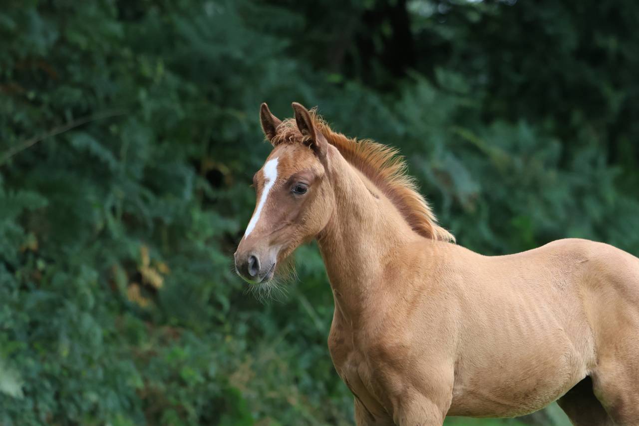 Entire Selle Français For sale 2025 Chesnut