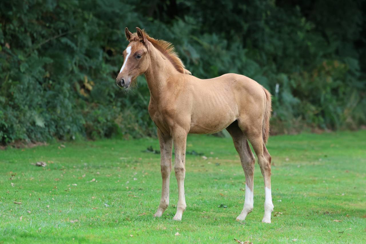 Entire Selle Français For sale 2025 Chesnut