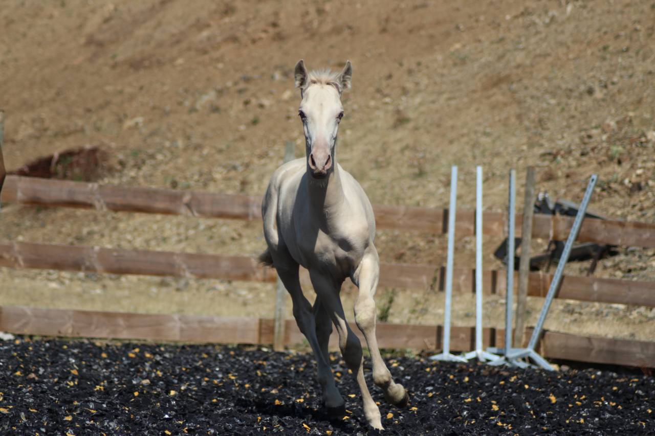 Colt PRE Pure Spanish Bred For sale 2025 Other color