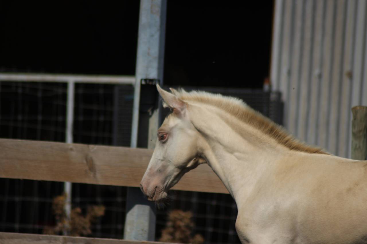 Colt PRE Pure Spanish Bred For sale 2025 Other color