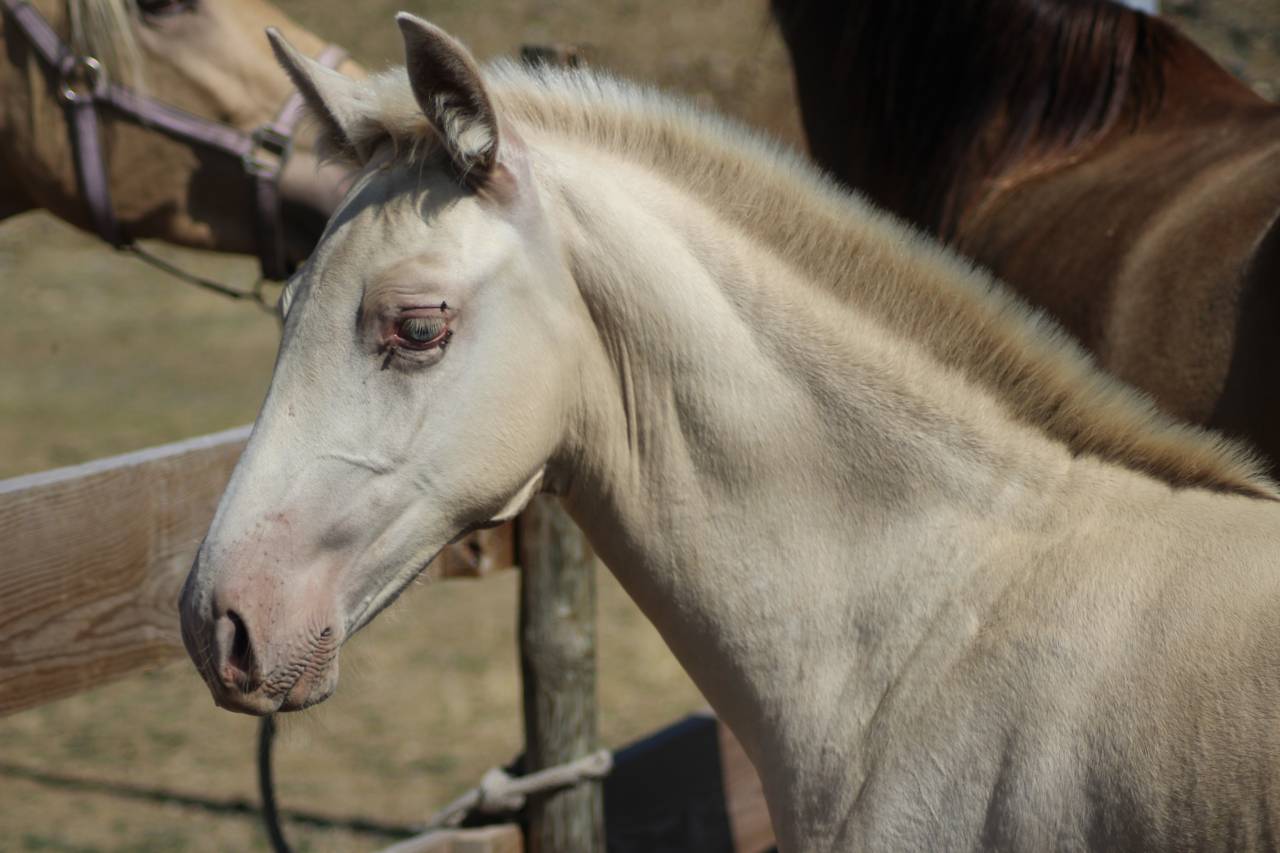 Colt PRE Pure Spanish Bred For sale 2025 Other color