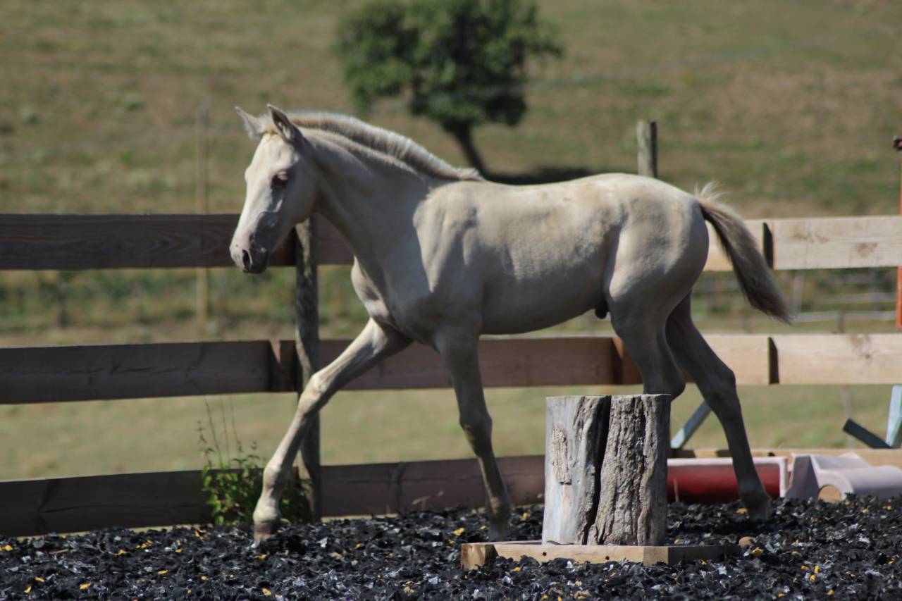 Colt PRE Pure Spanish Bred For sale 2025 Other color