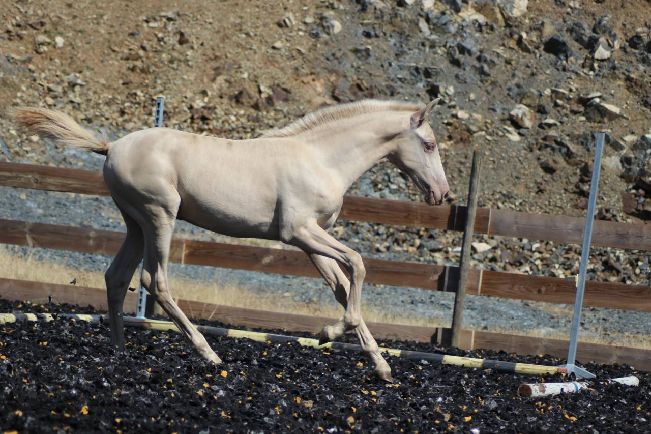 Colt PRE Pure Spanish Bred For sale 2025 Other color