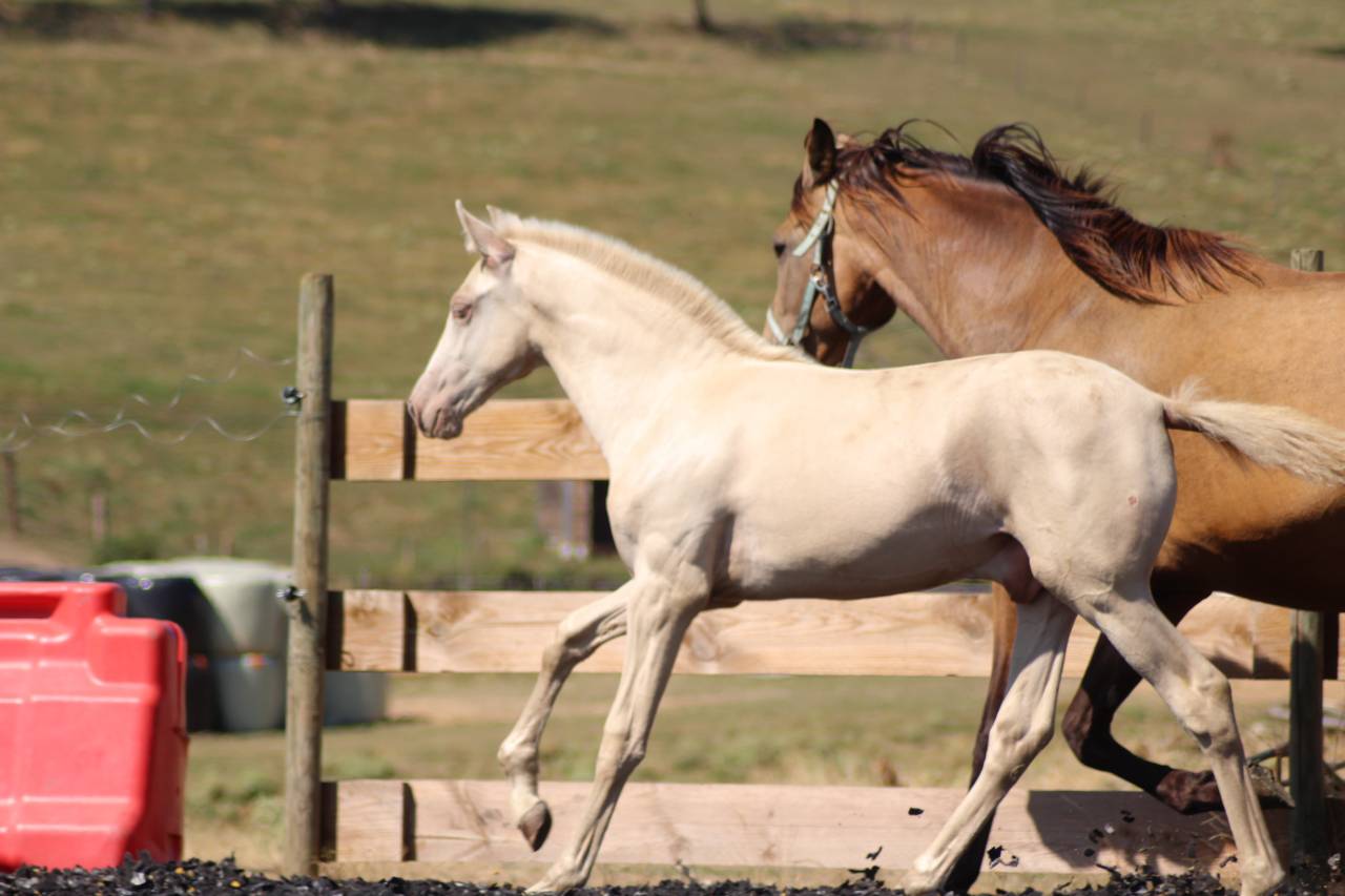 Colt PRE Pure Spanish Bred For sale 2025 Other color