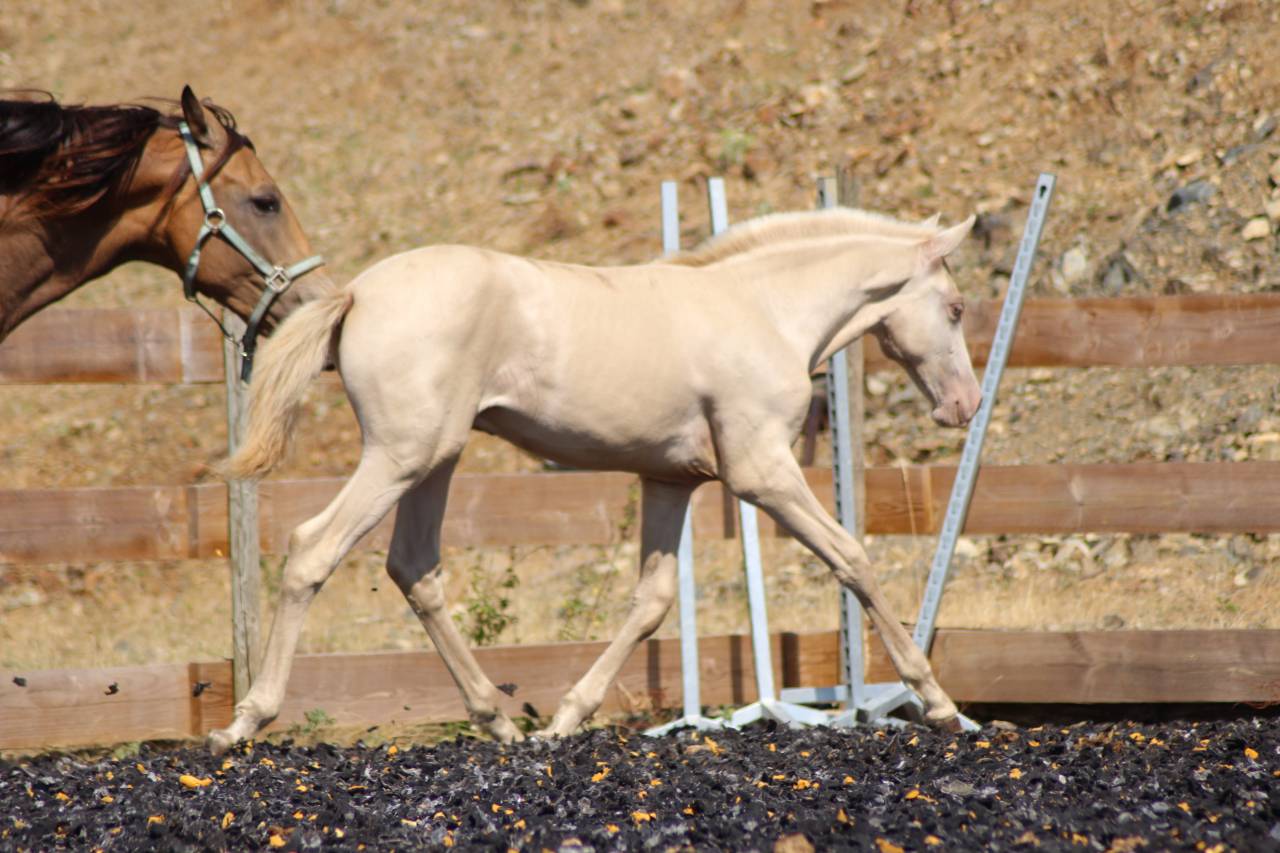Colt PRE Pure Spanish Bred For sale 2025 Other color