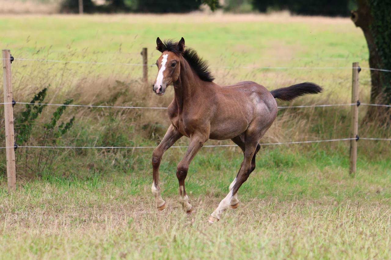 Filly Selle Français For sale 2025 Grey