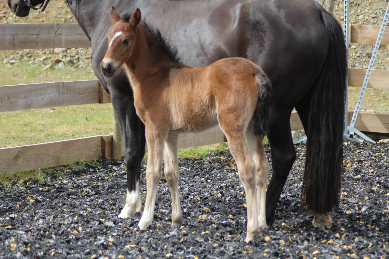 Colt PRE Pure Spanish Bred For sale 2025 Dark Bay