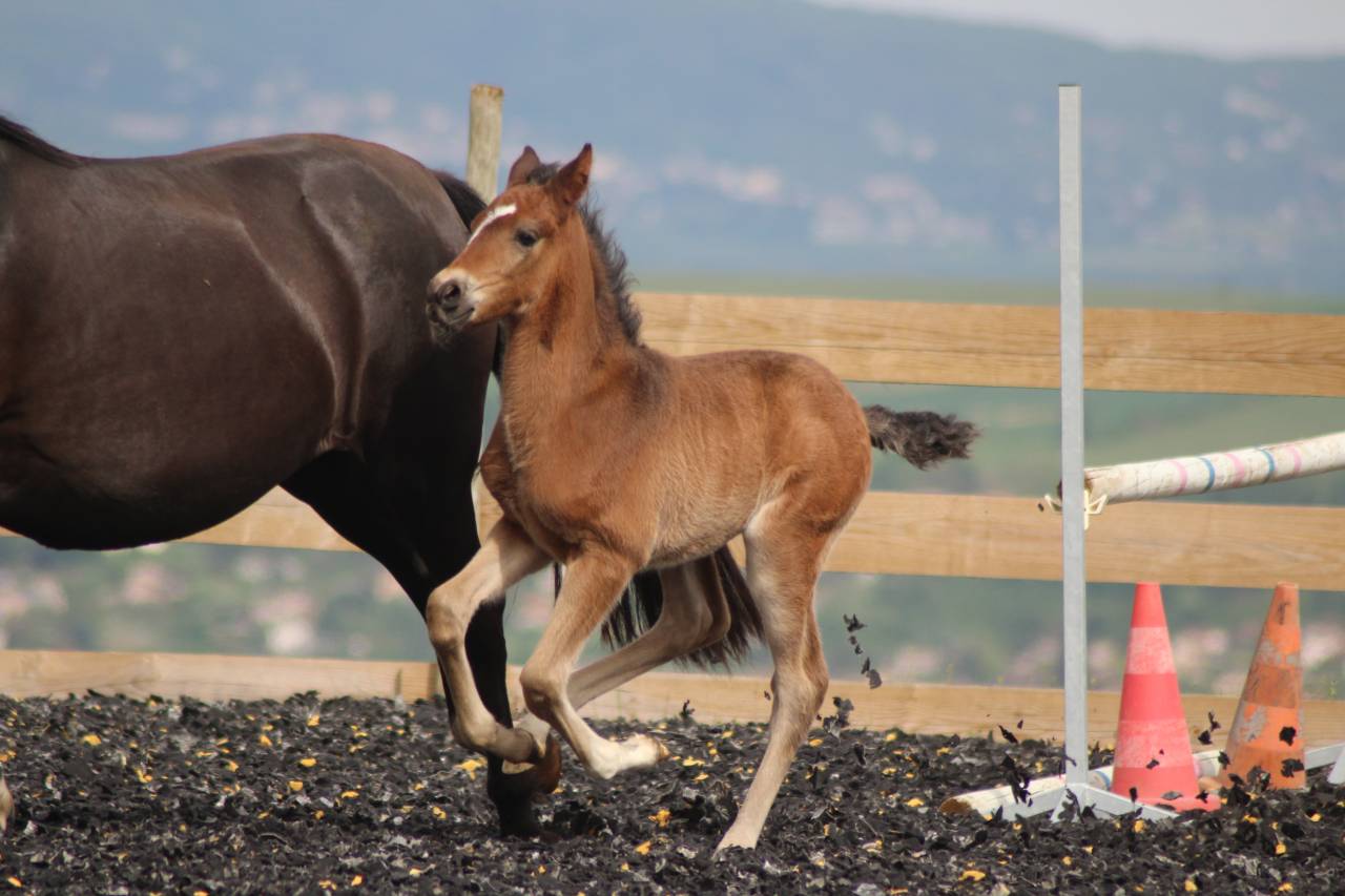 Colt PRE Pure Spanish Bred For sale 2025 Dark Bay