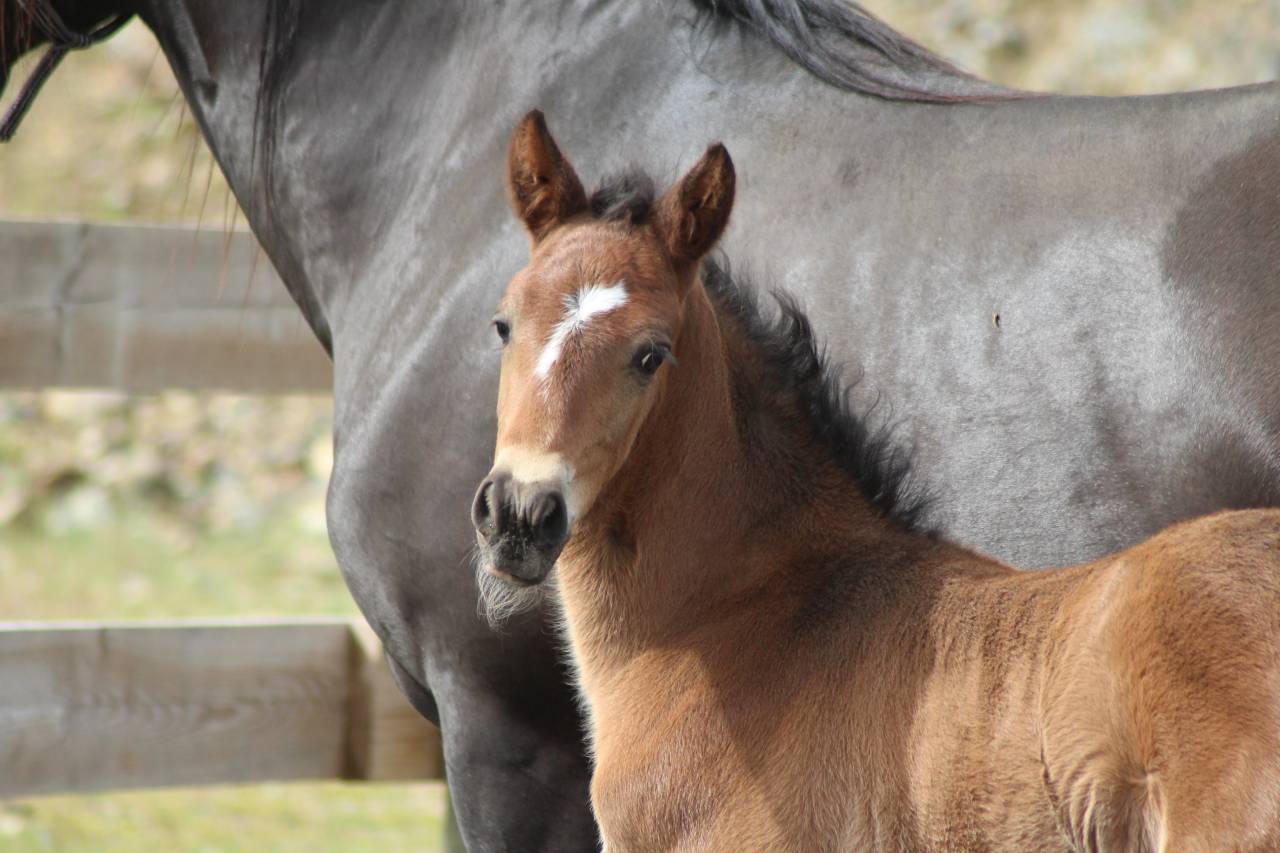 Colt PRE Pure Spanish Bred For sale 2025 Dark Bay