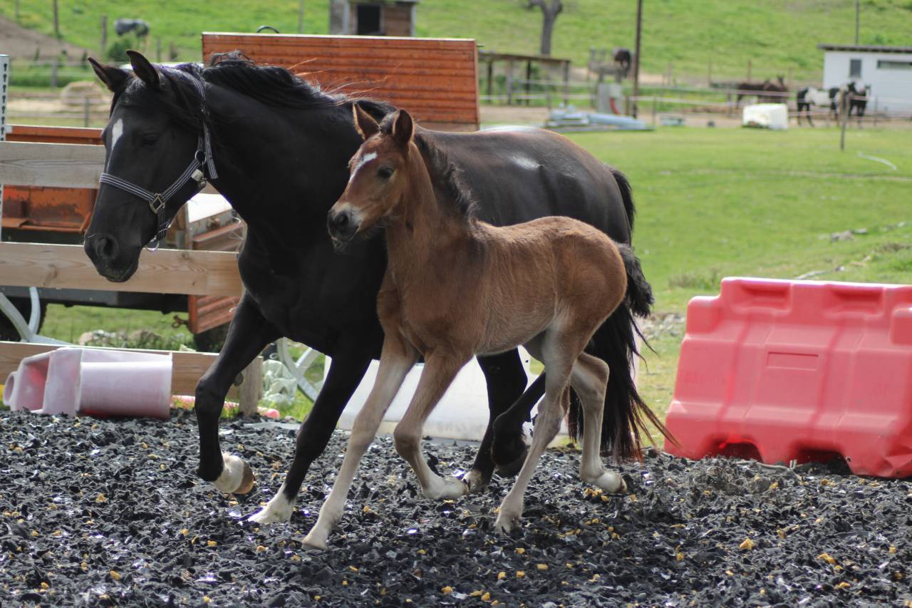 Colt PRE Pure Spanish Bred For sale 2025 Dark Bay