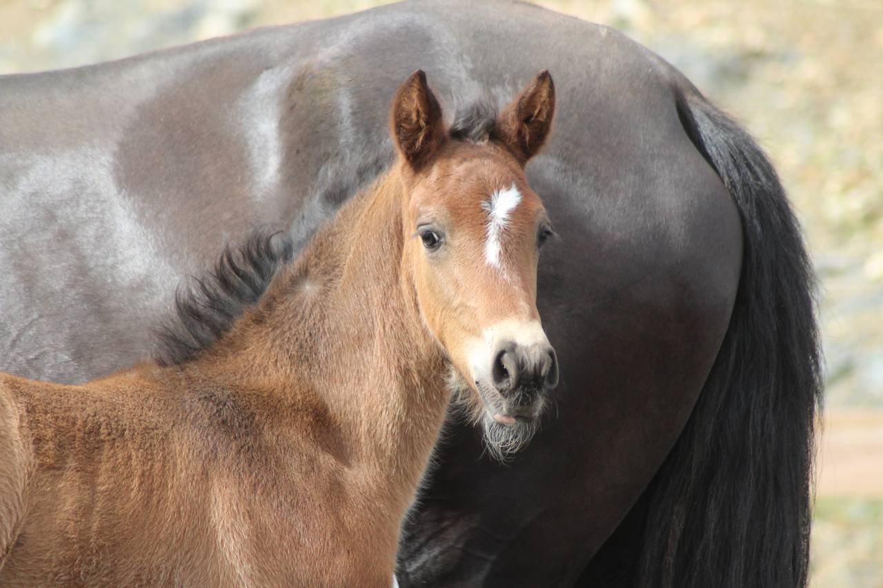 Colt PRE Pure Spanish Bred For sale 2025 Dark Bay
