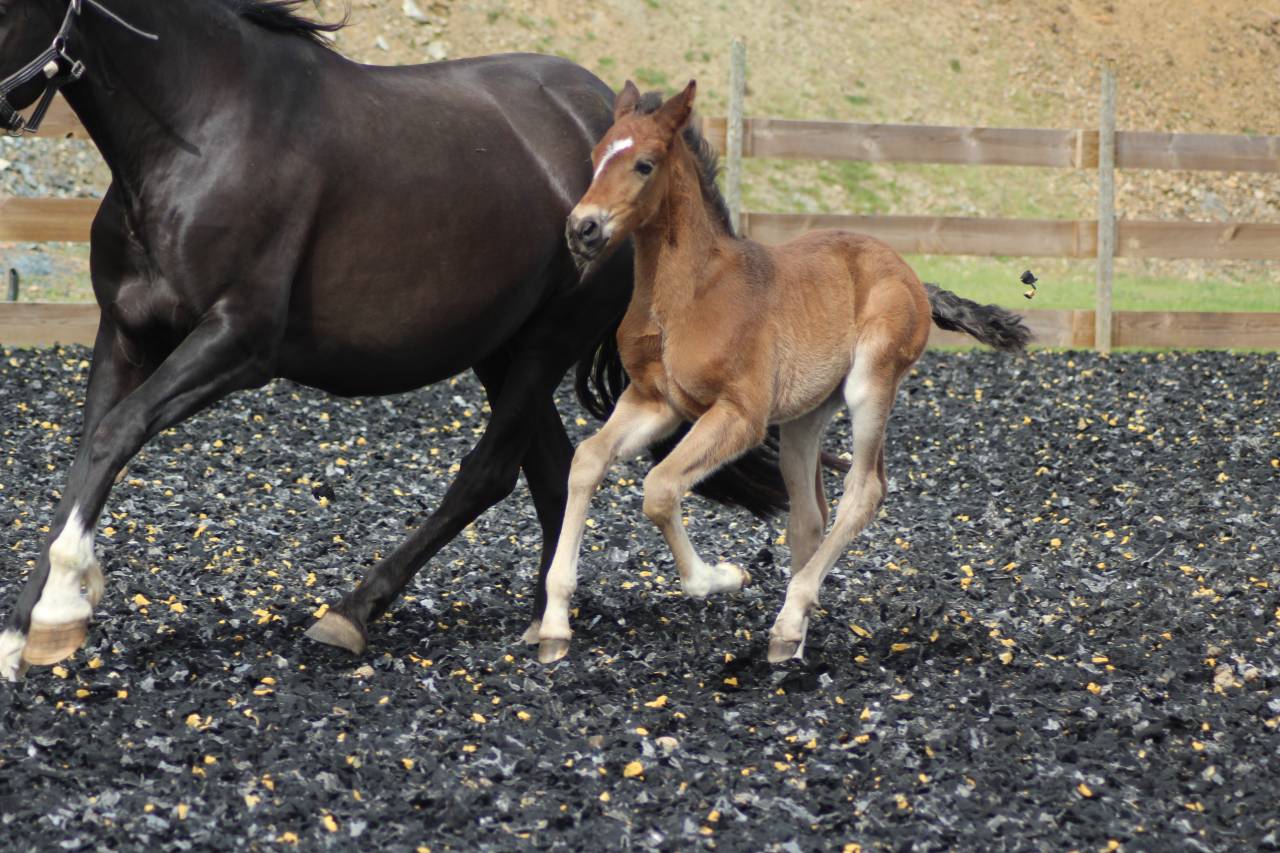 Colt PRE Pure Spanish Bred For sale 2025 Dark Bay