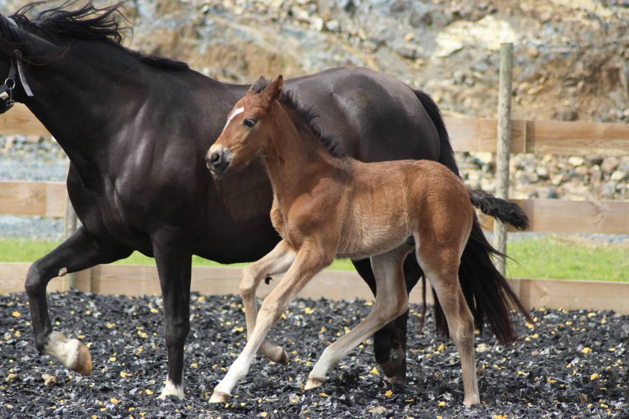 Colt PRE Pure Spanish Bred For sale 2025 Dark Bay