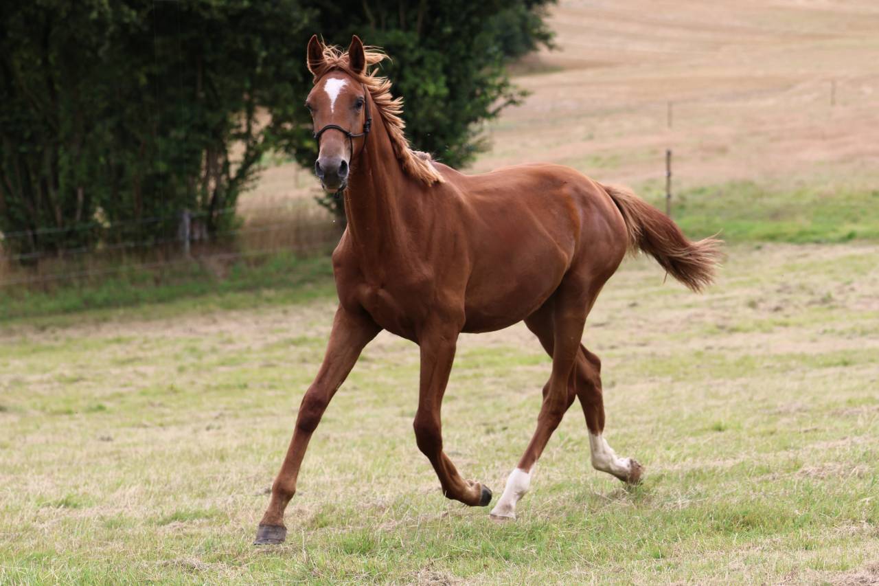 Gelding Selle Français For sale 2024 Chesnut