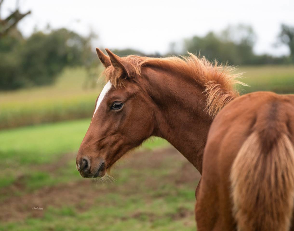 Gelding Selle Français For sale 2024 Chesnut