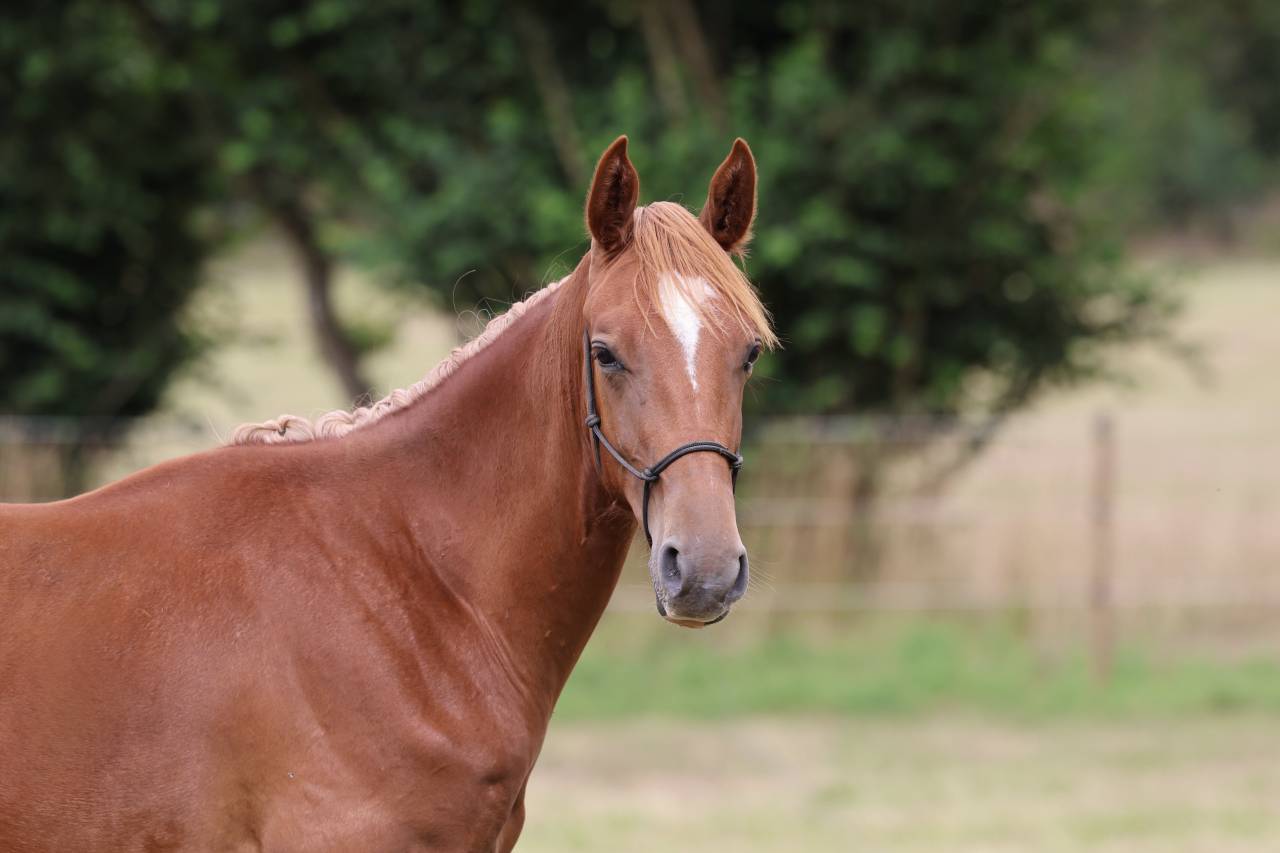 Gelding Selle Français For sale 2024 Chesnut