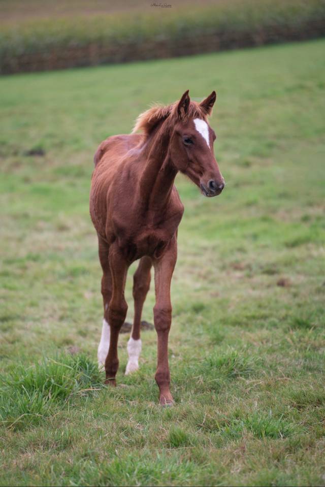 Gelding Selle Français For sale 2024 Chesnut