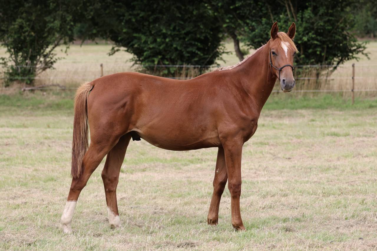 Gelding Selle Français For sale 2024 Chesnut