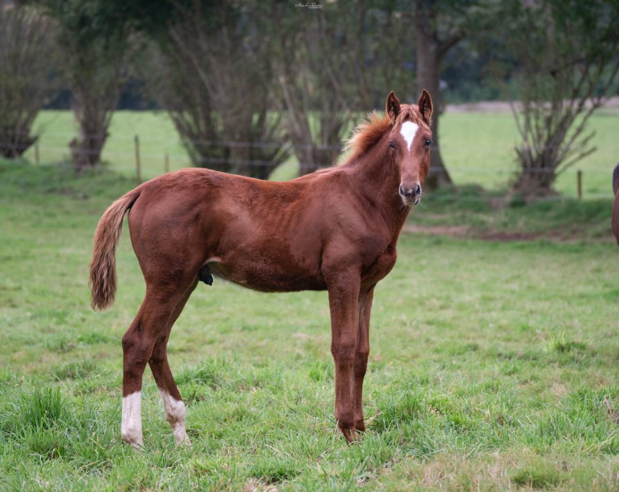 Gelding Selle Français For sale 2024 Chesnut
