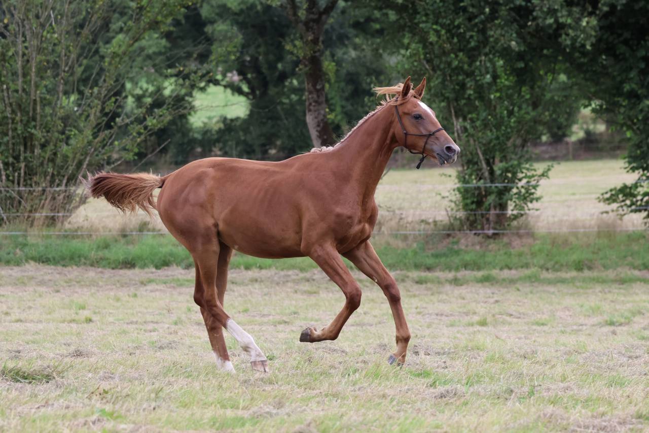 Gelding Selle Français For sale 2024 Chesnut