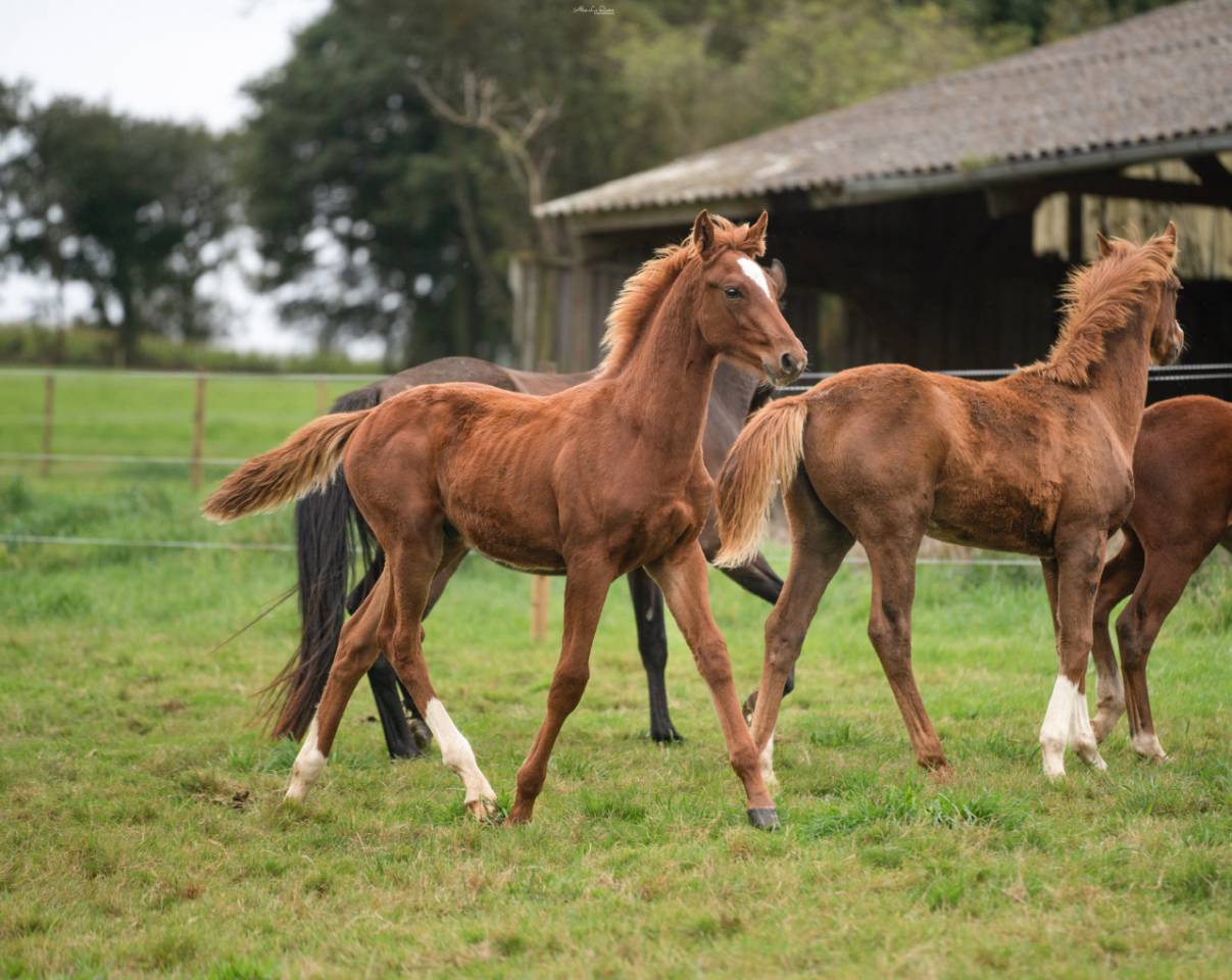 Gelding Selle Français For sale 2024 Chesnut