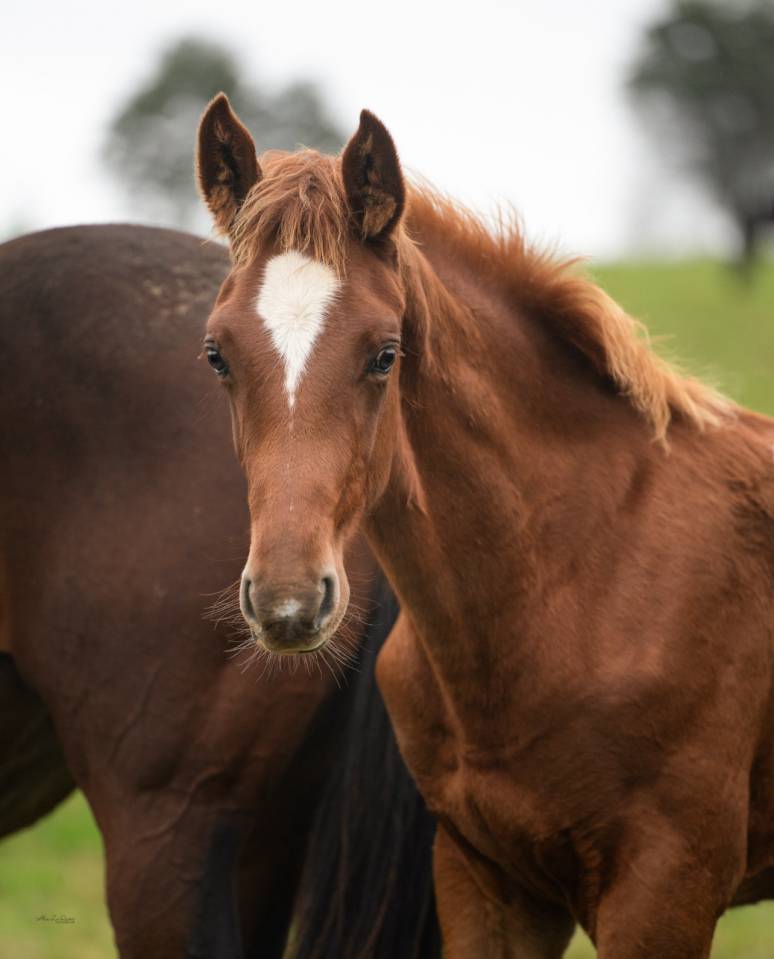 Gelding Selle Français For sale 2024 Chesnut