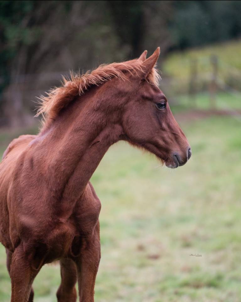 Gelding Selle Français For sale 2024 Chesnut