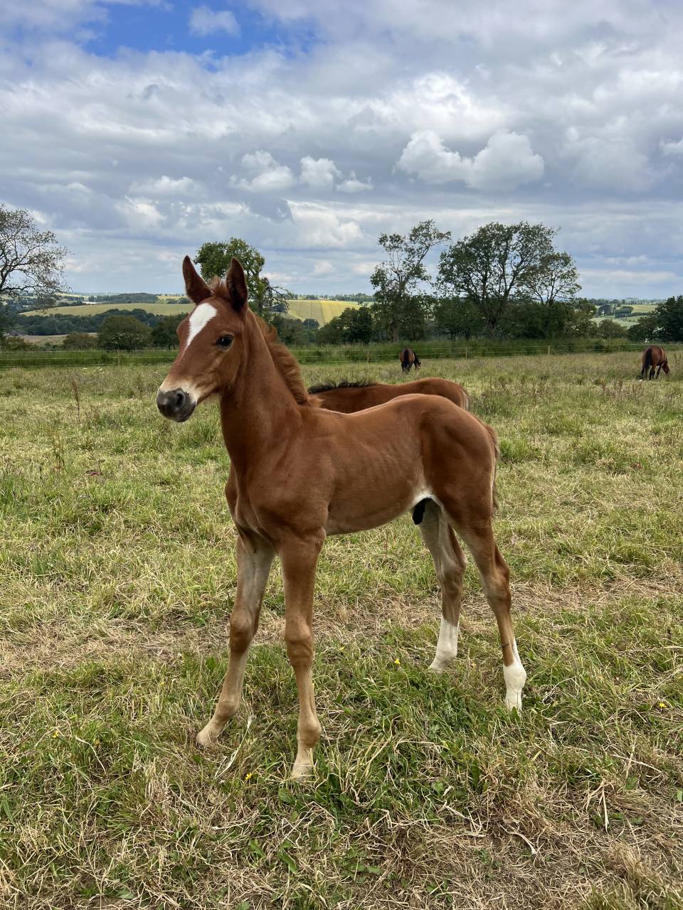 Gelding Selle Français For sale 2024 Chesnut
