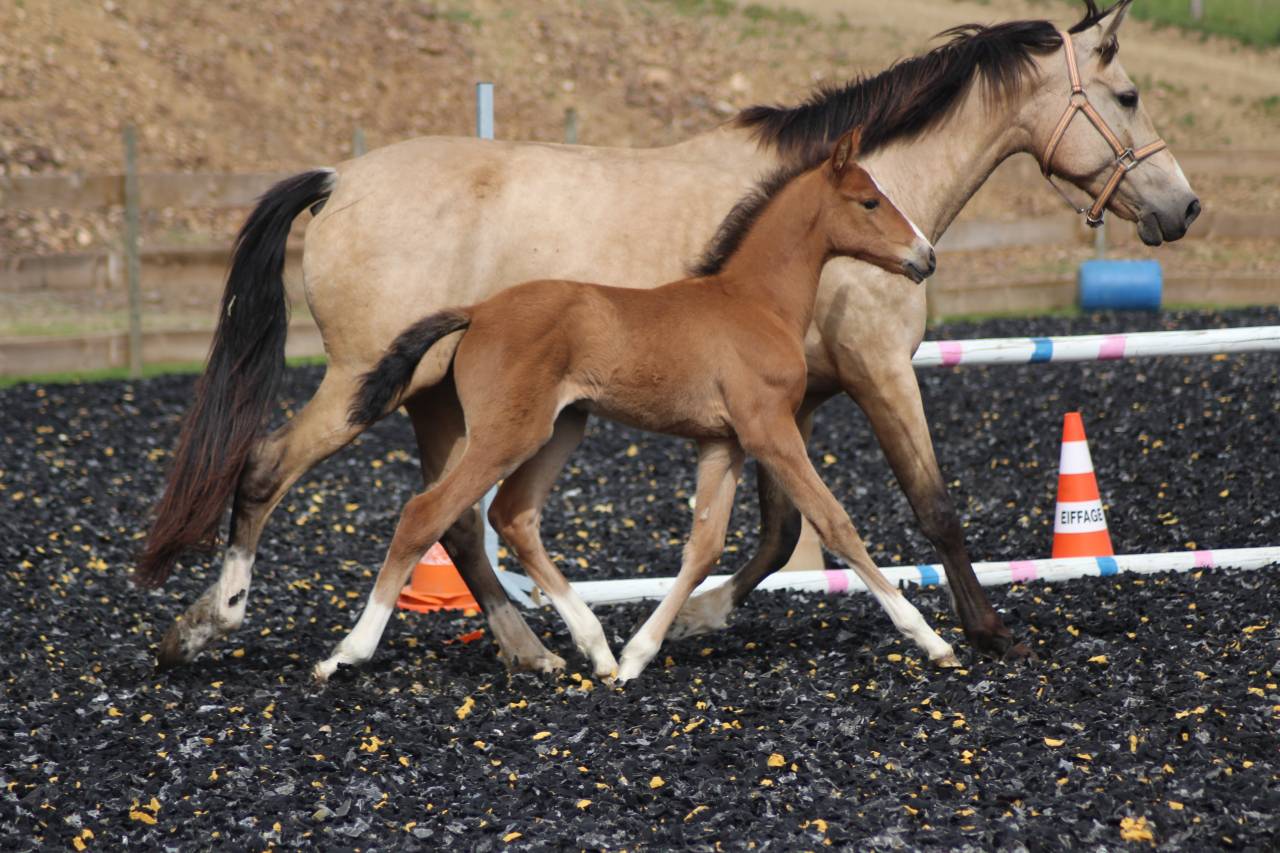 Colt PRE Pure Spanish Bred For sale 2025 Bay