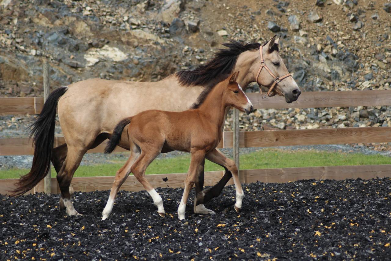 Colt PRE Pure Spanish Bred For sale 2025 Bay