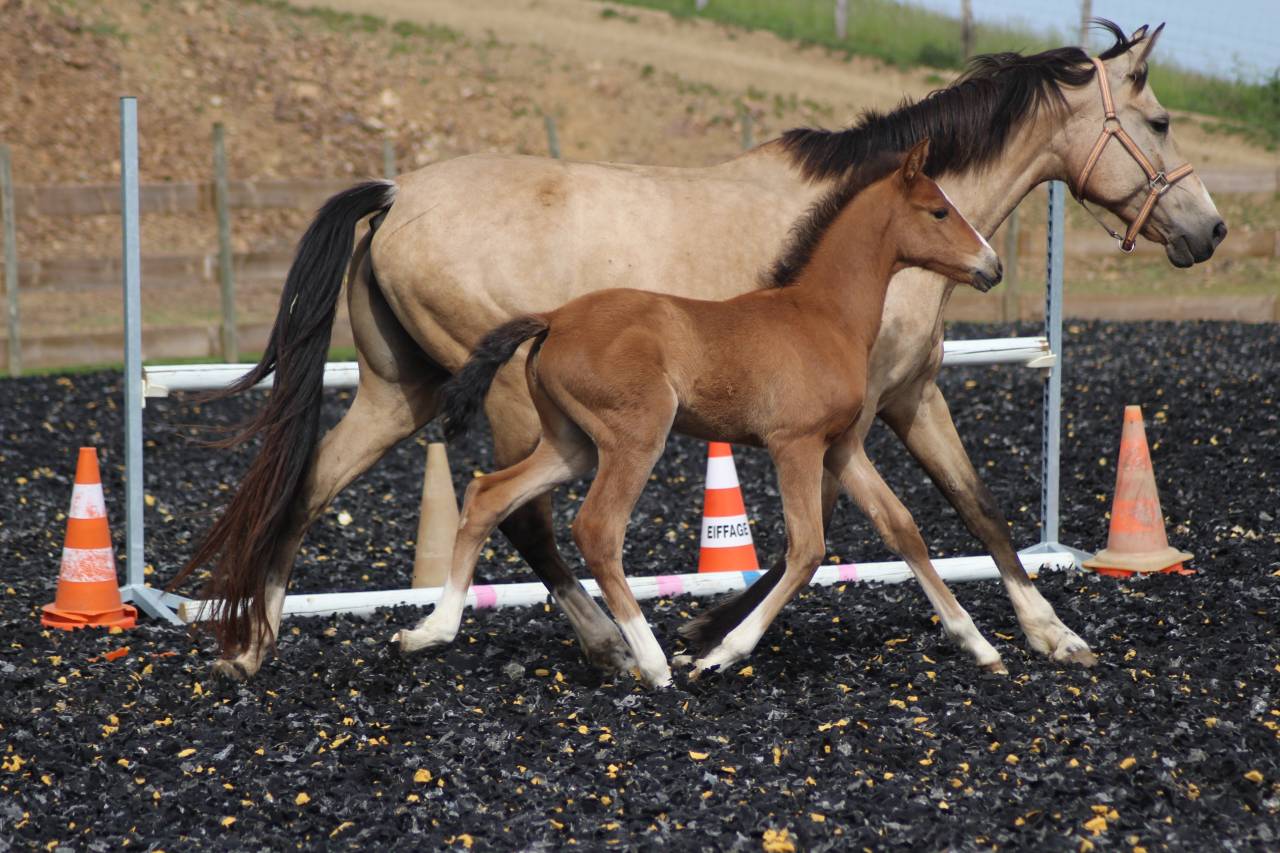 Colt PRE Pure Spanish Bred For sale 2025 Bay