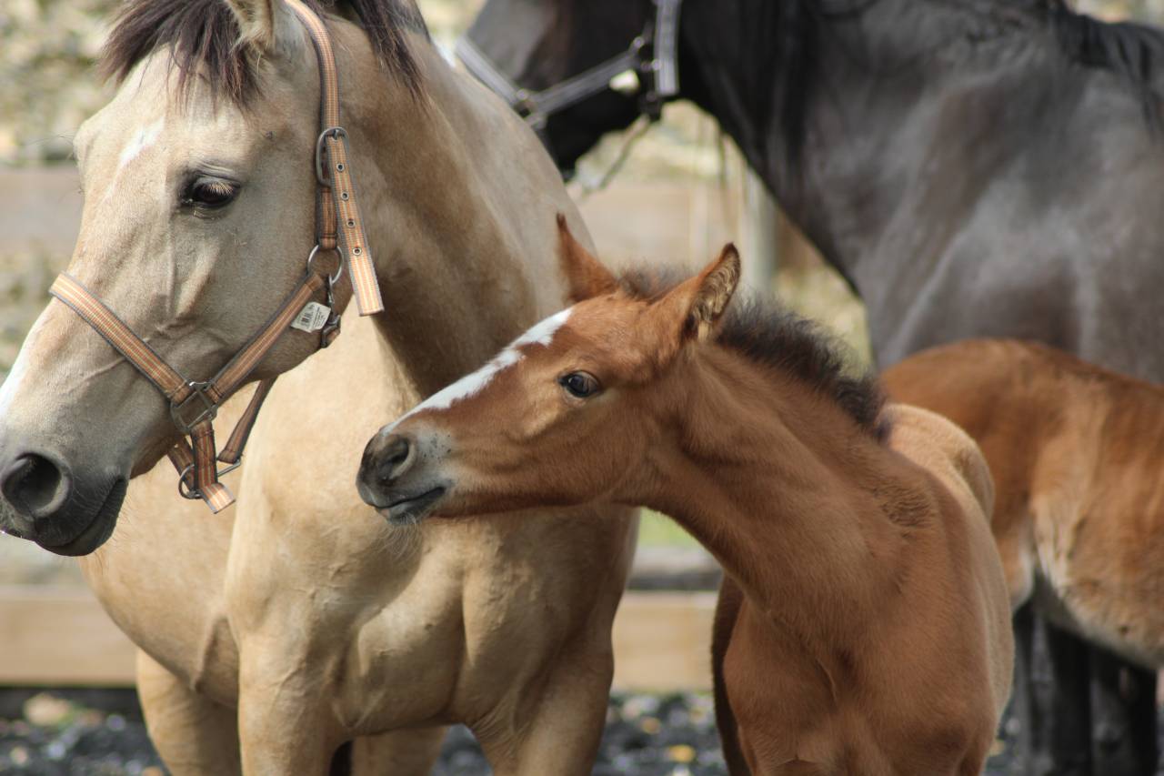 Colt PRE Pure Spanish Bred For sale 2025 Bay