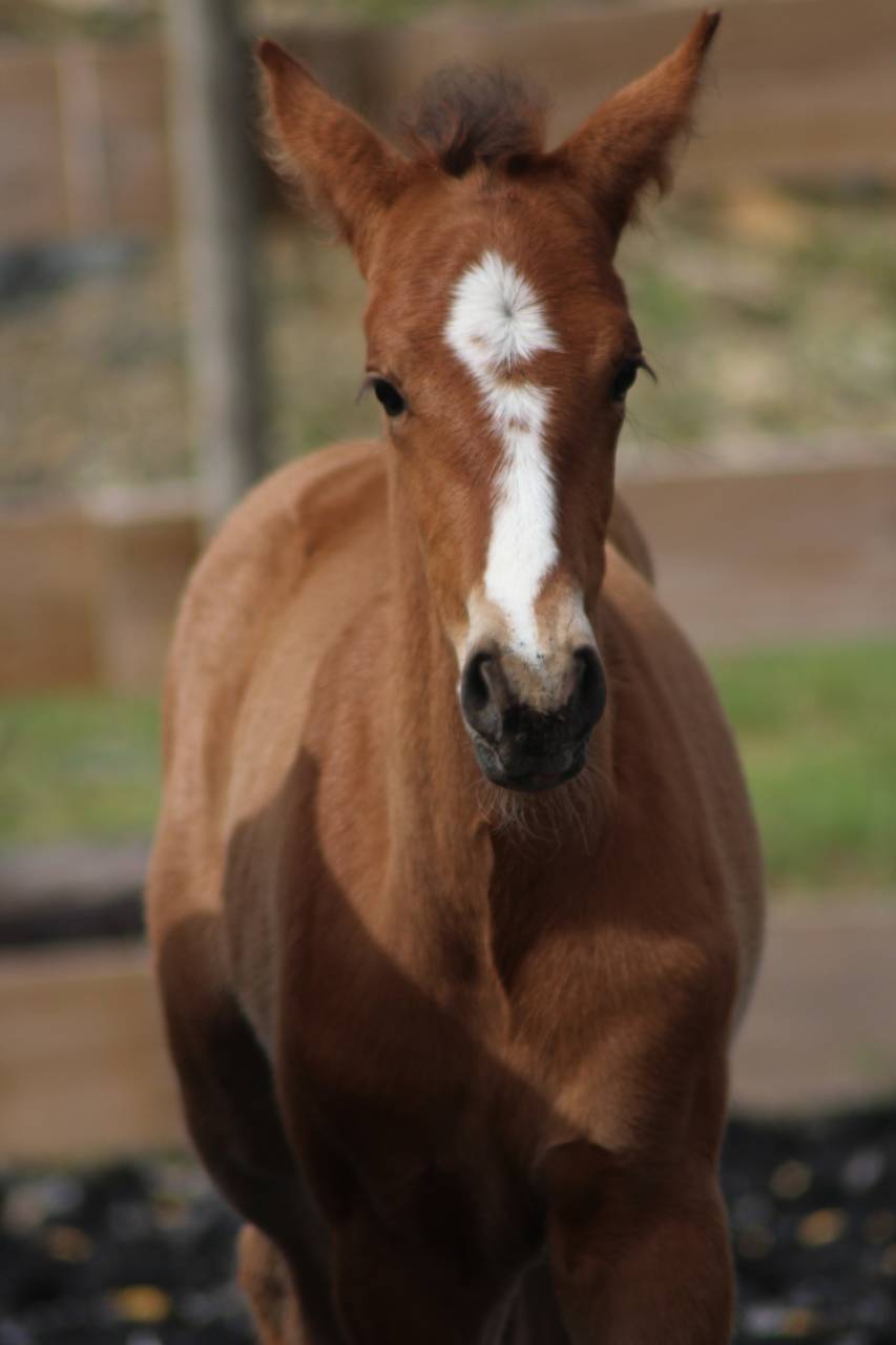 Colt PRE Pure Spanish Bred For sale 2025 Bay